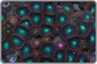 Blue-Green Zoanthid Rock